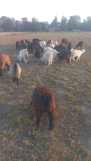 на ферме есть куры козлы и коровы: Продаю | Коза (самка), Козёл (самец), Козлёнок | Нубийская, Оренбургская, Битал | Для разведения, На забой, Для молока | Племенные, Котные, Осеменитель