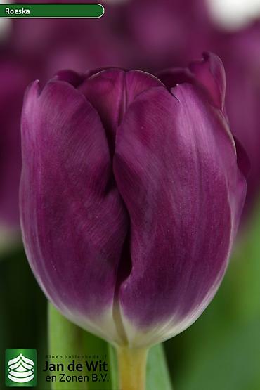 Цветы и букеты: Тюльпаны тепличного выращивания от производителя интересные цены - — 7