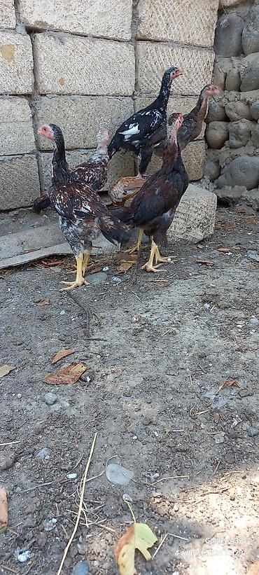 попугай ара цена: Сhicks, Для разведения — 9
