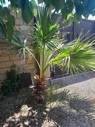 evkalipt ağacı haqqinda: Məhsul: Dekorativ xurma ağacı (fan-palması, Washingtonia tipli) — 1