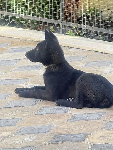 husky sekilleri: 3 ay, Dişi, Peyvəndli, Pulsuz çatdırılma — 2
