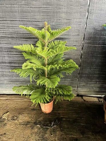 Пальмы: Пальмы Кофейное деревоПальмы,Фикусы и тд — 12