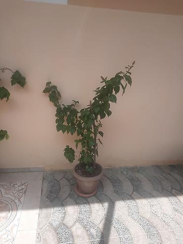 hibiskus: Saksıda hibiskus (Çin qızılgülü) dekorativ bitki - Bitki: hibiskus — 1