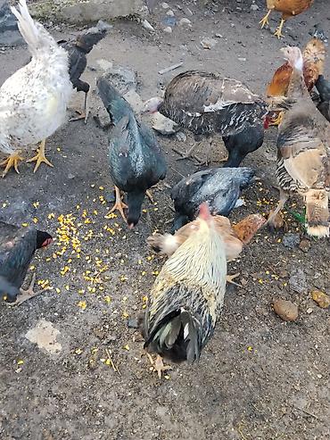 Другие с/х животные: Продаются сельскохозяйственные птицы смешанного поголовья для — 3