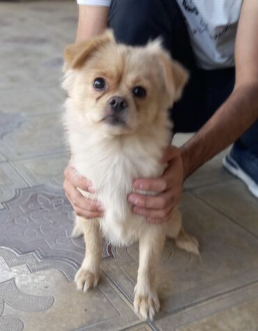 взять собаку из приюта в баку: Pekines, 1 il, Dişi, Peyvəndli