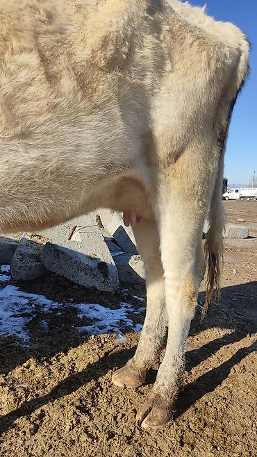 Коровы, быки: Продаю | Корова (самка) | Для разведения, Для молока | Стельные at lalafo.kg — 24 Коровы, быки: Продаю | Корова (самка) | Для разведения, Для молока | Стельные — 24