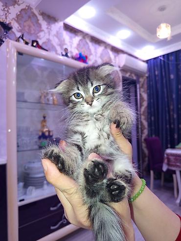şınşıla: Ata şınşıla ana Britsh shorthairdi 2 aylıq balalar, südden — 4