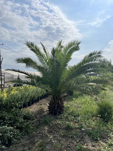 Şitillər: Dekartiv və meyvə ağacları istenilen sayda ve istenilen növde var — 21