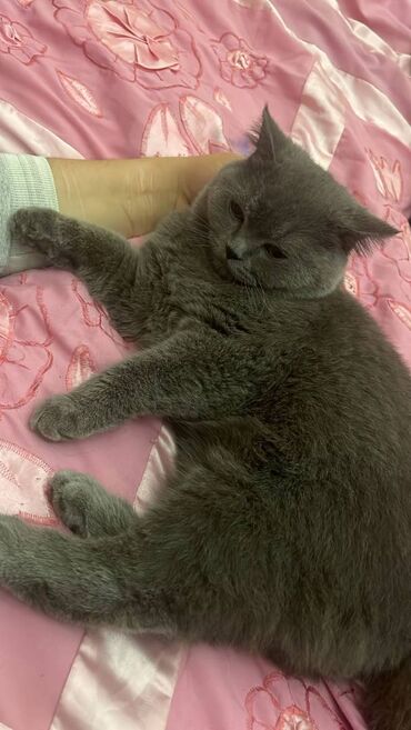 Pişiklər: Şotland, Erkək — 8