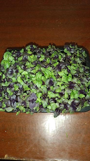 Микрозелень: Микрозелень и молодые травы в кассетах - Ассортимент: микрозелень — 31