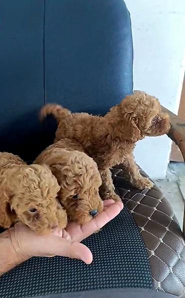 toy budel: Pudel, 2 ay, Erkək, Ünvandan götürmə, Ödənişli çatdırılma — 3