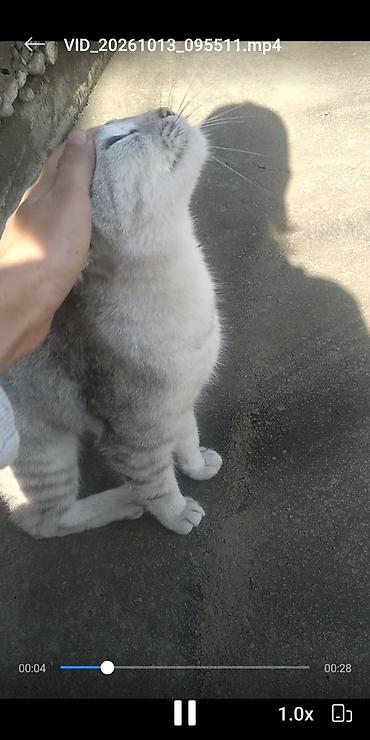 черепаховая кошка цена: 8 месяцев, Девочка, Серебристая шиншилла, Приучена к лотку, Проглистована — 2