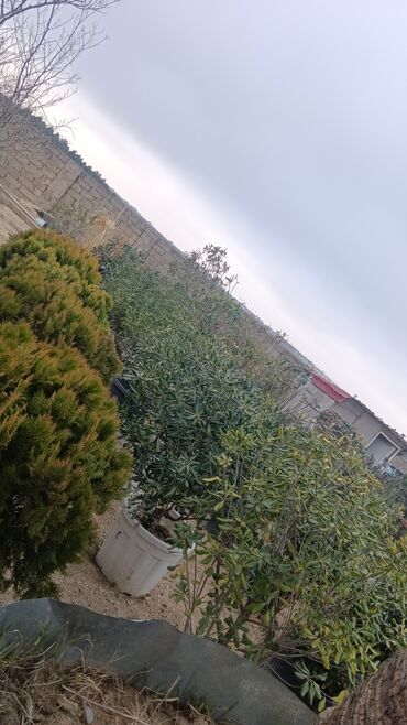 Şitillər: Dekarativ agaclarin satisi — 11