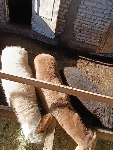 Баран, овца: Продаю | Ягненок | На забой — 10