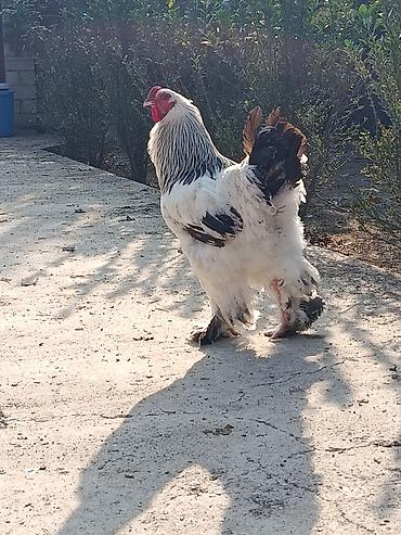 ovculuq və baliqciliq: Xoruz, Brama, il: 2, Ödənişli çatdırılma — 7