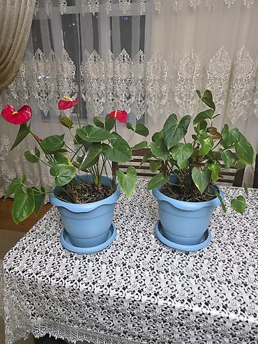 ucuz gul: Anthurium (Qadın xoşbəxtliyi) otaq bitkiləri – 2 ədəd - Növ — 1