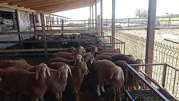 Продажа другой коммерческой недвижимости: Срочно продается кошара.( в 7 км от трасы Бишкек Кара- Балта ) 40 — 15