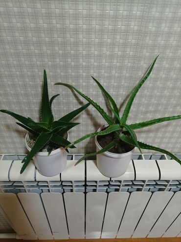 tuya bitkisi: Aloe vera.mualicevi və kasmetiloji