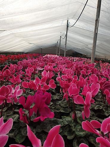 Каланхоэ: Цикламены и каланхоэ из теплицы — оптом Бишкек - Ассортимент — 1