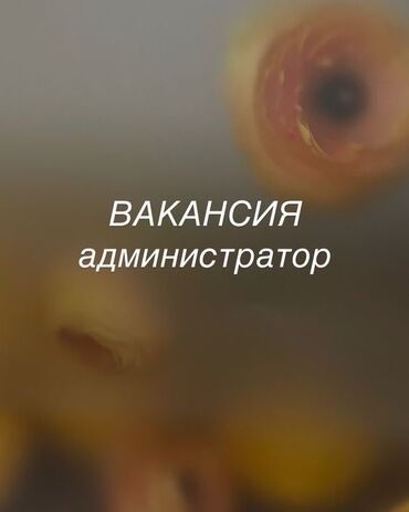требуется водитель категории с: Талап кылынат Администратор: 1-2-жылдык тажрыйба
