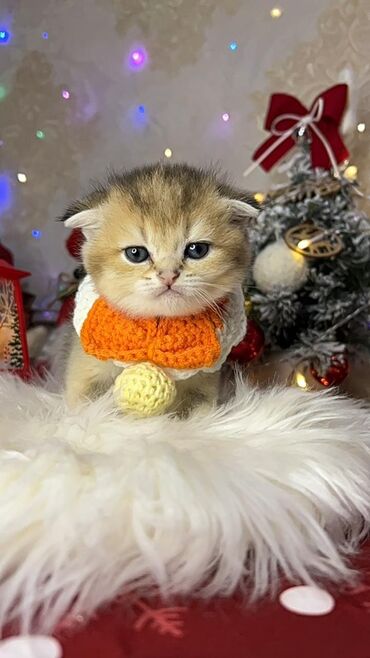 Xaltalar, qayışlar və tasmalar: Gold shinshilla skodish balalar — 5