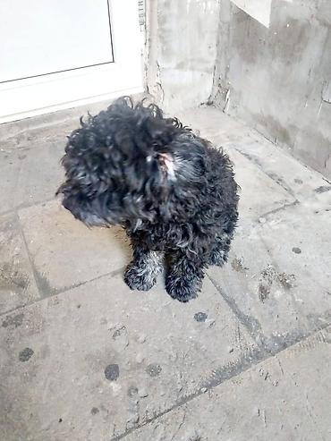 itlər pudel: Pudel — 8