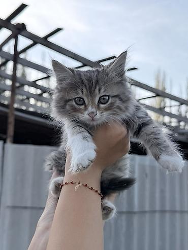 Отдам даром кошку: Котята, помёт из 4 хвостиков. - Окрас: три светло-серых с серебристым — 6