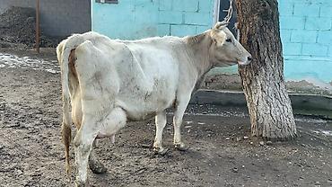 Коровы, быки: Продаю | Корова (самка) | Швицкая | Для молока — 17