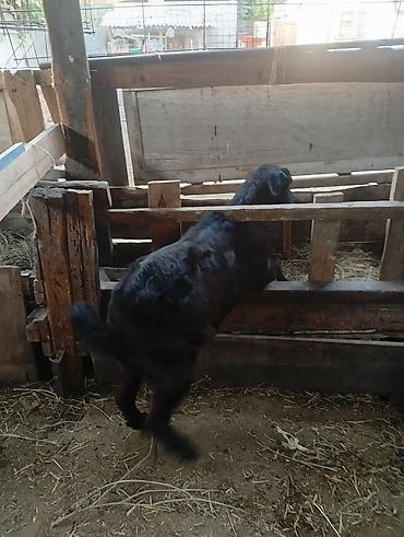 Баран, овца: Продаю | Баран (самец) — 3