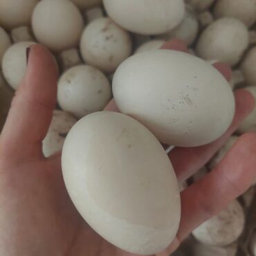 для птицы: Продаю инкубационные яйца индоуток. по 30 сом. домашняя птица