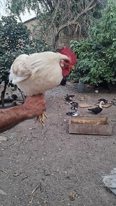 Məhsul: Ev təsərrüfatı üçün xoruzlar 2 eded xoruz.bu ilindi Təsvir:2 lalafo.az -da Məhsul: Ev təsərrüfatı üçün xoruzlar 2 eded xoruz.bu ilindi Təsvir:2