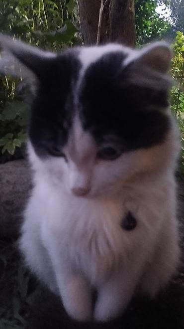 Находка и пропажа кошек: Пропала : Беспородная, Девочка, Белый — 10