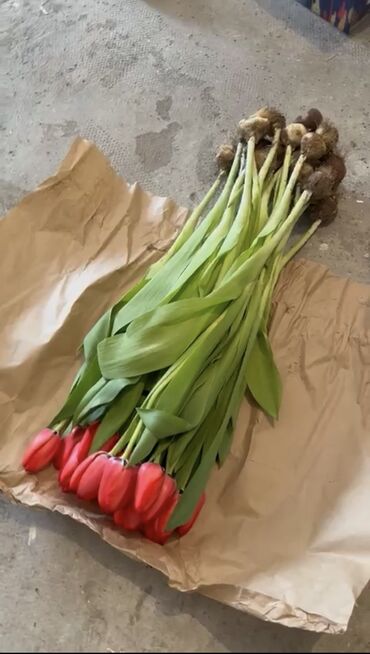 тюльпаны галанские: Семена и саженцы Тюльпанов, Самовывоз