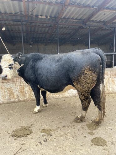 Коровы, быки: Продаю | Корова (самка) | Для разведения | Привязанные — 7