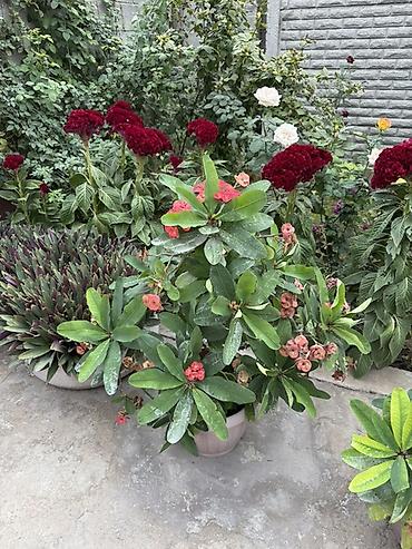 Үй жана бакча: Молочай Милла (Euphorbia milii) в горшке. - Кустистое — 1