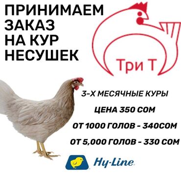 цыплята in Кыргызстан | ПТИЦЫ: Продаю | Куры | Хай-Лайн Соня Грей | Несушки
