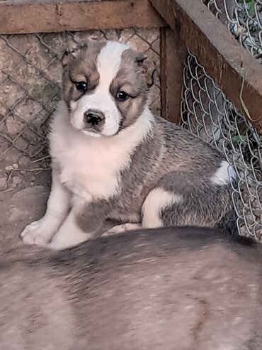 coban iti balası: Qurdbasar, 1 ay, Erkek, Peyvəndli, Ödənişli çatdırılma