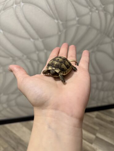 Digər heyvanlar: 🐢 Quru tısbağalar – səssiz, amma sirli dostlar! Min illərdir yaşayan -da lalafo.az — 3 Digər heyvanlar: 🐢 Quru tısbağalar – səssiz, amma sirli dostlar! Min illərdir yaşayan — 3