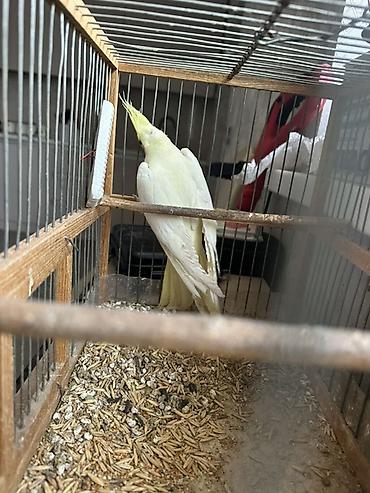 Птицы: 🦜 Продаётся попугай корелла (нимфа) светлого окраса с желтым хохолком — 4