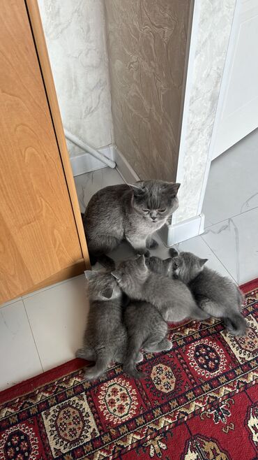 лошадь лошадь: Британская короткошёрстная, 2 месяца, Девочка, Серый, Приучена к лотку