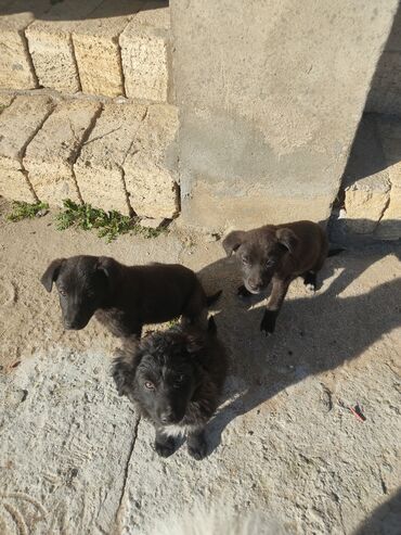 İtlər: Zvonok, 2 ay, Erkek — 1