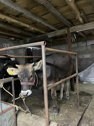Коровы, быки: Продаю | Корова (самка) | Для молока | Привязанные at lalafo.kg — 16 Коровы, быки: Продаю | Корова (самка) | Для молока | Привязанные — 16