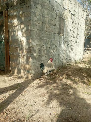 herati xoruz satisi: 🐓 Damazlıq Brama qarışığı Xoruz Satılır! ​Cinsi: Brama qarışığı — 4