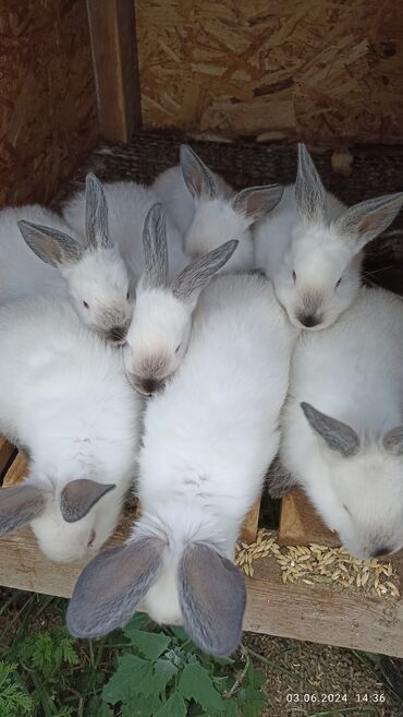 Другие животные: Продаются кролята колифорния 40 дней 4 самца и 3 самки по 350 сом и
