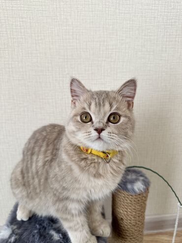 домик для котов: Шотландский котенок, 7 месяцев, мальчик, с паспортом, привит и