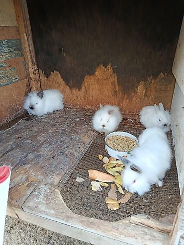 Dovşanlar: Salam.kaliforniya anqorka dovsanlari satilir.qiymet dovwana gore — 10