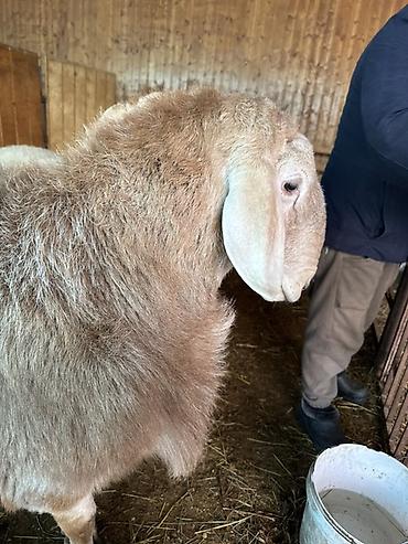 Баран, овца: Продаю | Баран (самец) | Арашан | Для разведения | Племенные, Осеменитель — 2