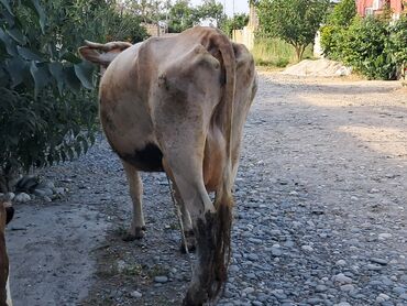 heyvan bazari inekler: Dişi, Simental, il: 4, 550 kq, Damazlıq, Südlük