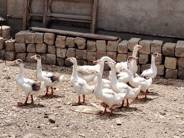Digər heyvanlar: Qaz balalar satilir 3ayliq son qiymeti 20manat hamsin istiyen real
