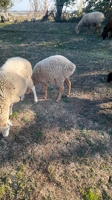 Qoyunlar, qoçlar: Salam 4 5 bala doğmuş qoyunlardi 6 denedi 1 denede 8 aylig guzu var — 7